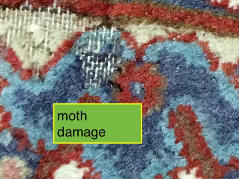 moth treatment on area rug, rug damage by moth